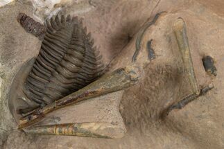 Detailed Metacanthina Trilobite With Cephalopods #339604