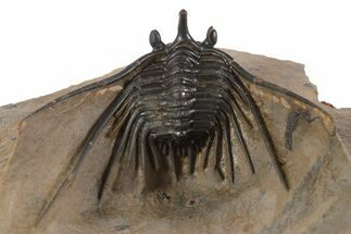 Kettneraspis Trilobite With Long Occipital - Lghaft, Morocco #339614