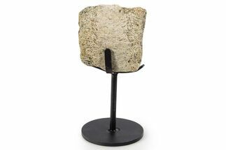 Fossil Hadrosaur Vertebra Section w/ Metal Stand - South Dakota #339905