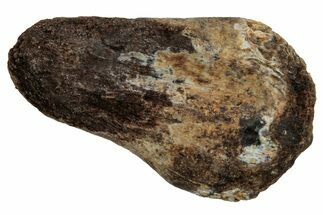 Fossil Dinosaur (Triceratops) Tooth - Partially Rooted #339854