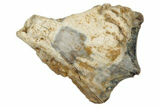 Fossil Dinosaur (Triceratops) Shed Tooth - Montana #339867