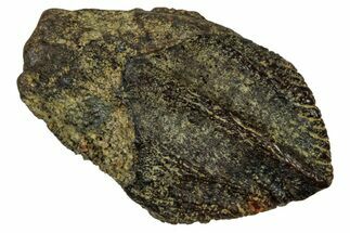 Fossil Juvenile Dinosaur (Triceratops) Tooth - Montana #339883