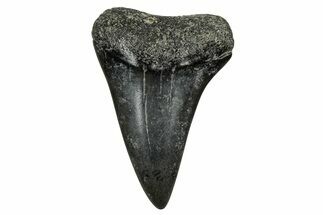 Fossil Broad-Toothed Mako Tooth - Georgia #339899