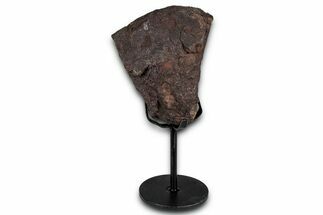 Fossil Sauropod Vertebra Section with Metal Stand - Colorado #339934