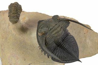 Flying Zlichovaspis Trilobite With Small Crotalocephalina #339954