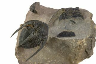 Detailed Zlichovaspis Trilobite With Other Partials #339955