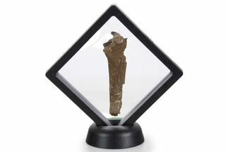 Fossil Dromaeosaurid Theropod Chevron - South Dakota #340091