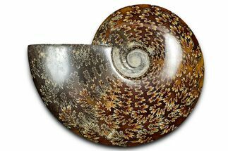 Polished Cretaceous Ammonite (Cleoniceras) Fossil - Madagascar #339100