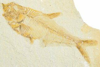 Detailed Fossil Fish (Diplomystus) - Wyoming #340128