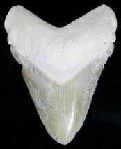 Tan Bone Valley Megalodon Tooth #18454