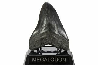 Fossil Megalodon Tooth - South Carolina #340154