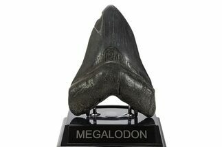 Serrated, Fossil Megalodon Tooth - South Carolina #340157