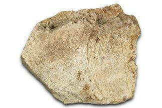 Dinosaur (Triceratops) Frill Shield Section - Montana #338924