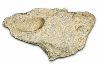 Dinosaur (Triceratops) Frill Shield Section - Montana #338936