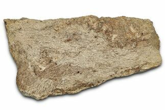 Dinosaur (Triceratops) Frill Shield Section - Montana #338939