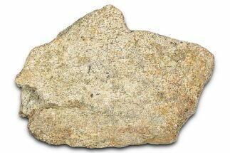 Dinosaur (Triceratops) Frill Shield Section - Montana #338942