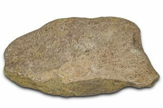 Dinosaur (Triceratops) Frill Shield Section - Montana #338963