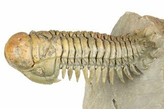 Flying Crotalocephalina Trilobite - Exposed Hyposteme #339446