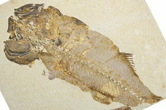 Uncommon Fish Fossil (Mioplosus) - Unusual Preservation #334032