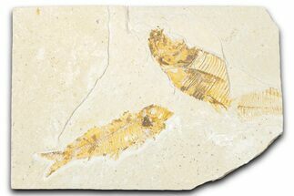 Plate of Two Fossil Fish (Diplomystus & Knightia) - Wyoming #334392