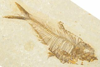 Detailed Fossil Fish (Diplomystus) - Wyoming #334400