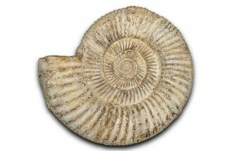 Jurassic Ammonite (Perisphinctes) Fossil - Madagascar #337698