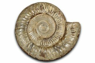 Polished Jurassic Ammonite (Perisphinctes) - Madagascar #337701