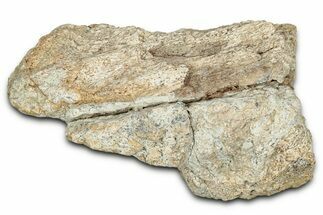 Dinosaur (Triceratops) Frill Shield Section - Montana #338893