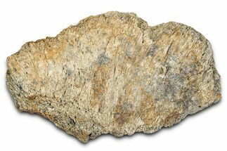 Dinosaur (Triceratops) Frill Shield Section - Montana #338917