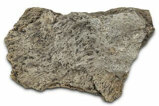 Dinosaur (Triceratops) Frill Shield Section - Montana #338920