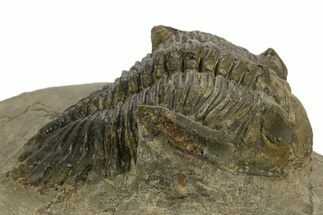 Bargain, Hollardops Trilobite Fossil - Ofaten, Morocco #340235