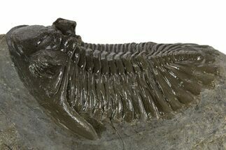 Detailed Hollardops Trilobite Fossil - Ofaten, Morocco #340237