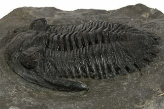 Prone Hollardops Trilobite Fossil - Ofaten, Morocco #340240