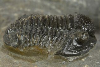 Detailed Proetid (Gerastos) Trilobite Fossil - Morocco #340249