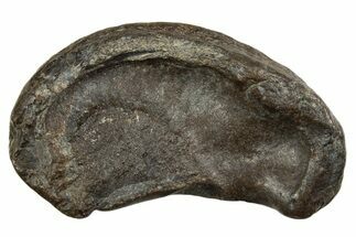 Large Fossil Whale Ear Bone - South Carolina #340182