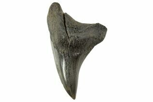 Fossil Shark Teeth For Sale
