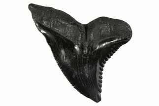 Large, Snaggletooth Shark (Hemipristis) Tooth - South Carolina #340310