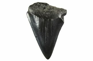 Fossil Great White Shark Tooth - South Carolina #340322
