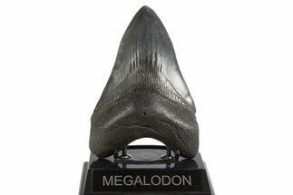 Serrated, Fossil Megalodon Tooth - South Carolina #340277
