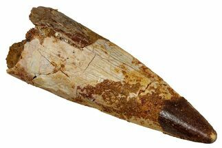 Fossil Spinosaurus Tooth - Real Dinosaur Tooth #340562