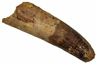 Fossil Spinosaurus Tooth - Feeding Worn Tip #340618