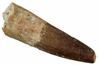 Fossil Spinosaurus Tooth - Real Dinosaur Tooth #340620