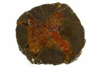 Colorful Polished Thunderegg Half - Nevada #337829