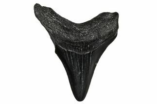 Juvenile Megalodon Tooth - South Carolina #340648