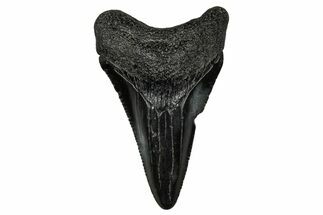 Juvenile Megalodon Tooth - South Carolina #340652