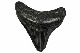 Juvenile Megalodon Tooth - South Carolina #340653