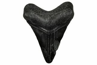 Juvenile Megalodon Tooth - South Carolina #340731