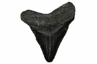 Juvenile Megalodon Tooth - South Carolina #340734