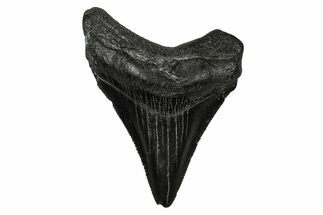 Serrated, Juvenile Megalodon Tooth - South Carolina #340750