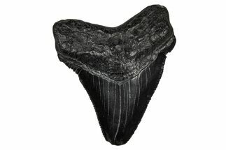 Serrated, Juvenile Megalodon Tooth - South Carolina #340753